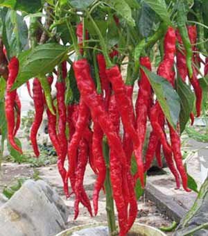 chinese yunnan chili,China price supplier - 21food