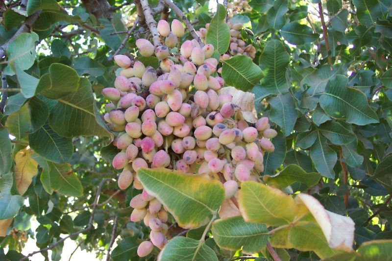 Iran dried fruit pistachio 24/26 good quality,China HBCO price supplier ...