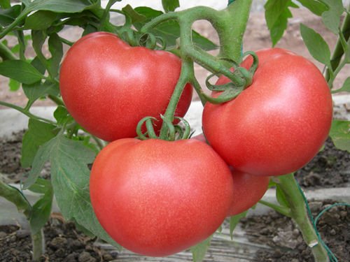 2011 chinese red plum tomato,China haimei price supplier - 21food