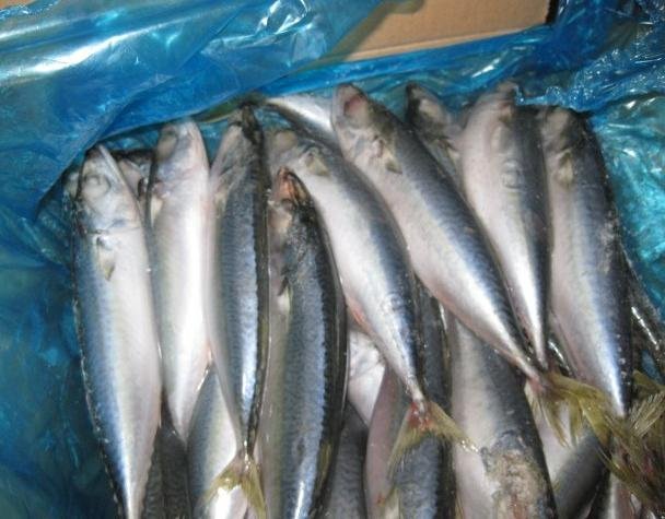 BQF pacific mackerel WR,China Oriental Regent price supplier - 21food