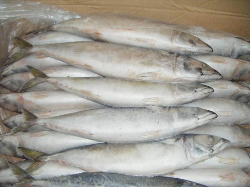 frozen scomber scombrus mackerel,China QIULONG price supplier - 21food