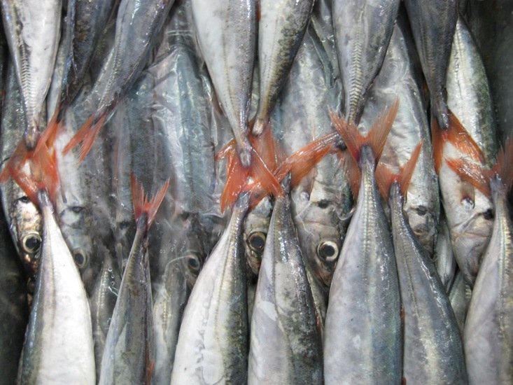 FROZEN WHOLE ROUND RED TAIL SCAD MACKEREL,Vietnam VSFDN003 price ...