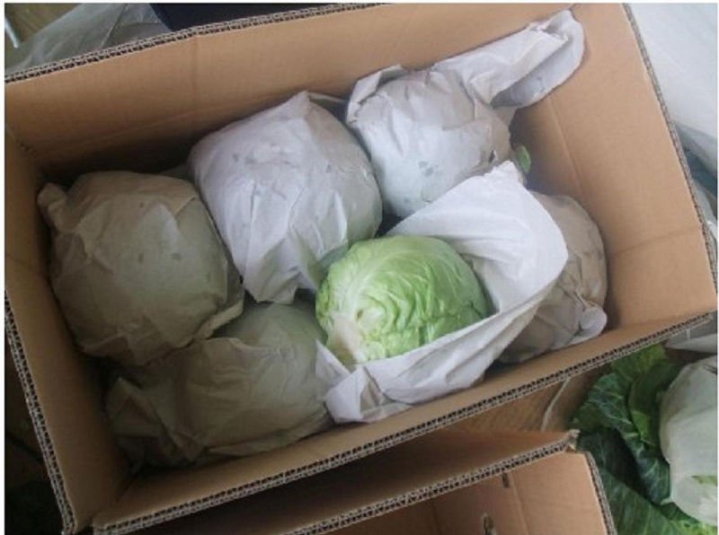 Fresh Cabbage in Carton Package,China EASTERNWOLF price supplier - 21food