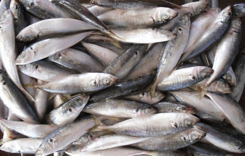 Frozen blue mackerel,China JUHUA price supplier - 21food