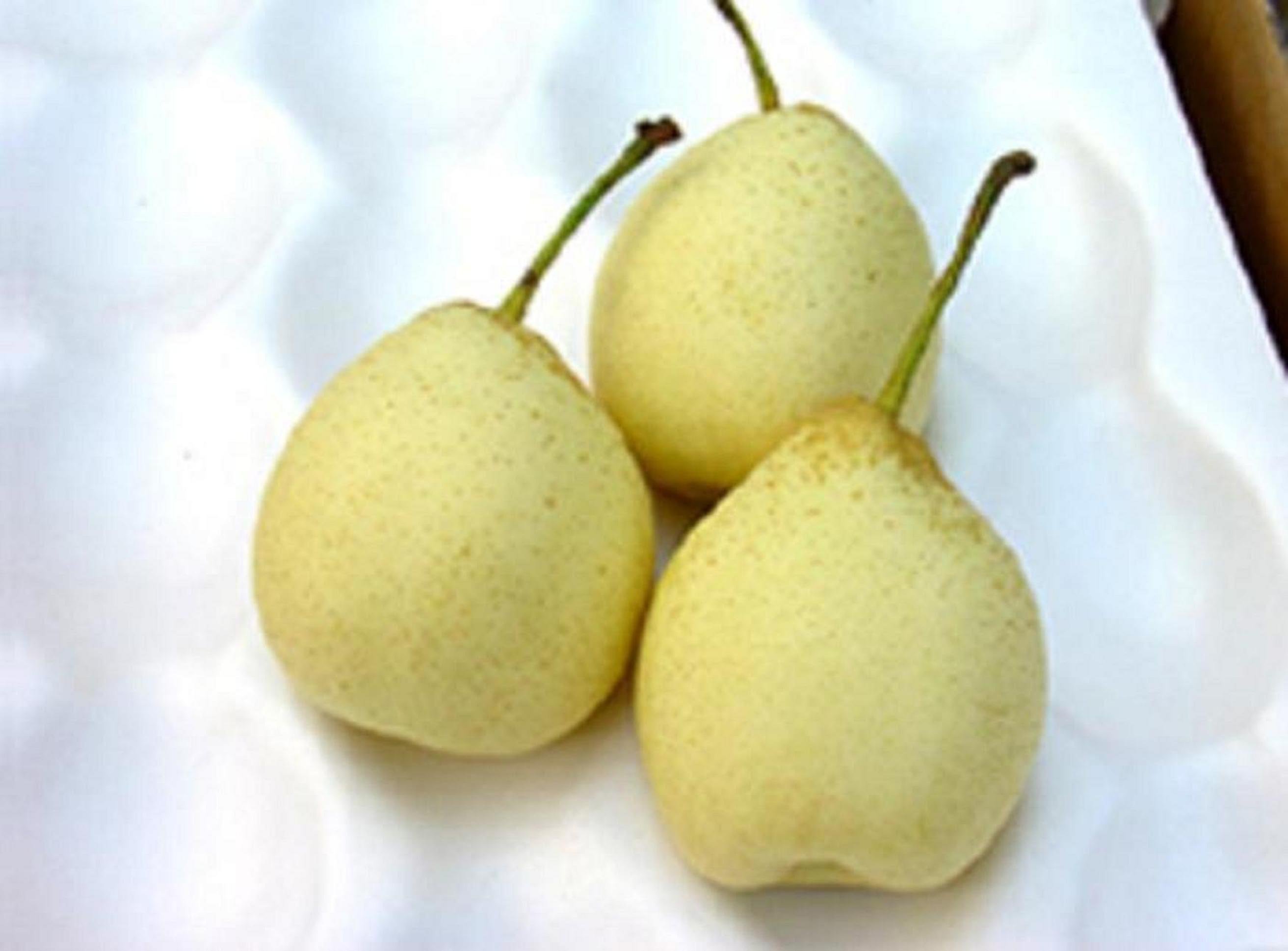 ya pear of new crop