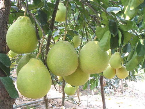 Golden Pomelo,China greenfarm price supplier - 21food