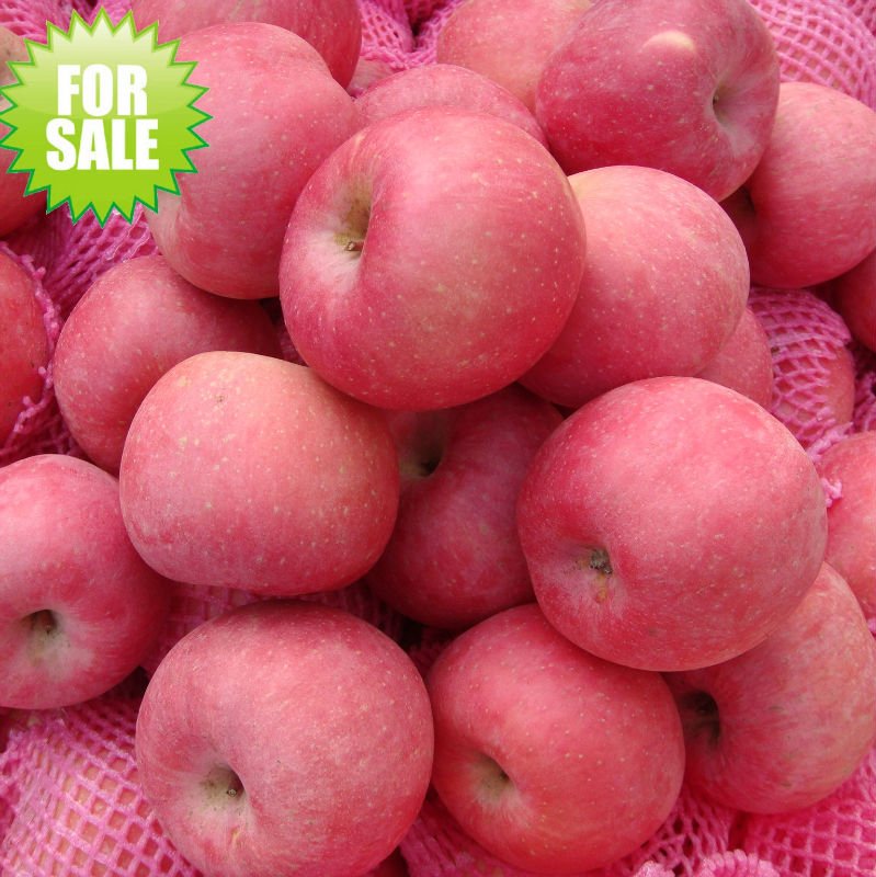 Fresh fuji apple,size:88/100/113,MOQ:22.12!,China chengyi price ...