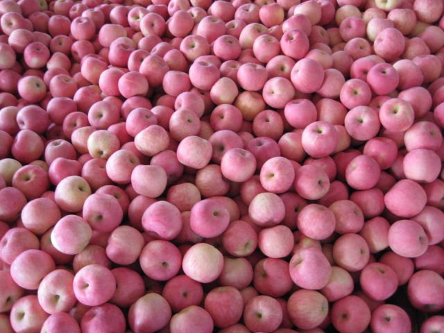 fresh yantai fuji apple,China FUJI price supplier - 21food