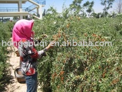 wolfberry