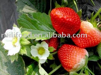 promotion now  of  iqf strawberry ```` fresh strawberry , fresh raspberry