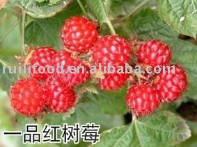 sell raspberry , frozen ren raspberry , frozen red raspberry