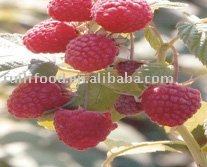 dandong original place ~~~raspberry , red iqf raspberry