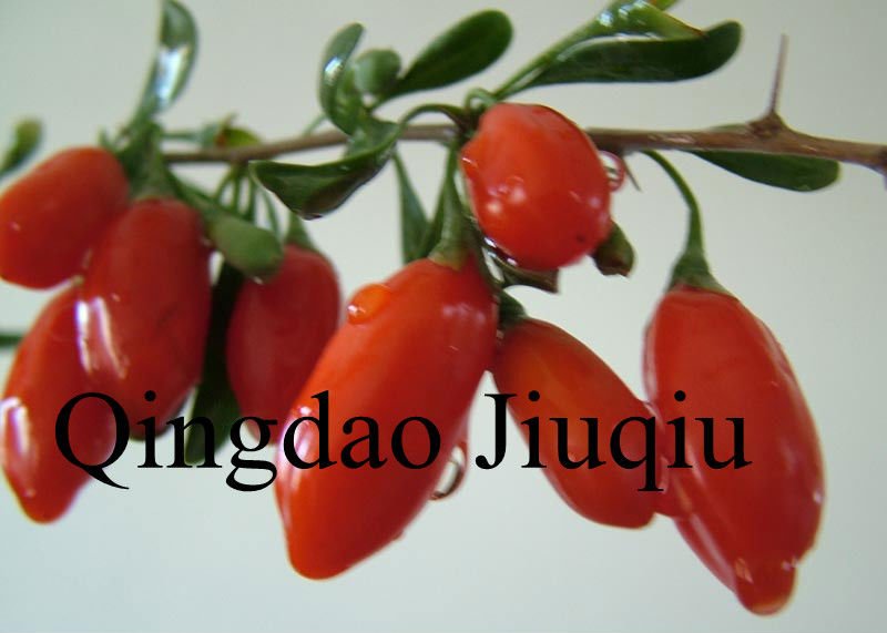 fresh goji berry