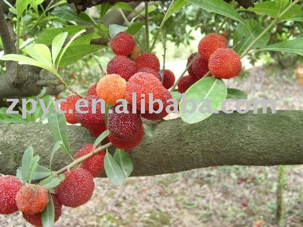  fresh   bayberry 