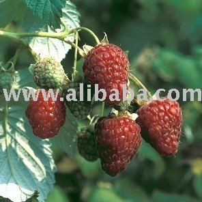 Zeva primocane raspberry plant (standard cane)