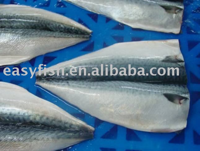 mackerel