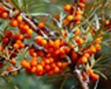  Sea - buckthorn   berries