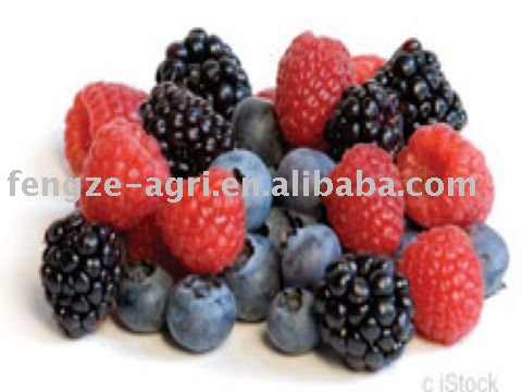 2011 Individual Quick Frozen blackberry good quality and competitive price