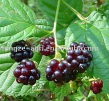 2010 Individual Quick Frozen blackberry