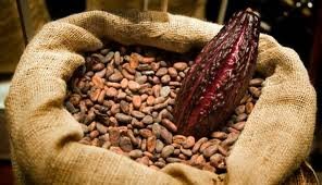 cococa powder