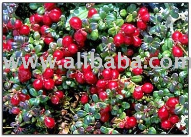  fresh  cranberry