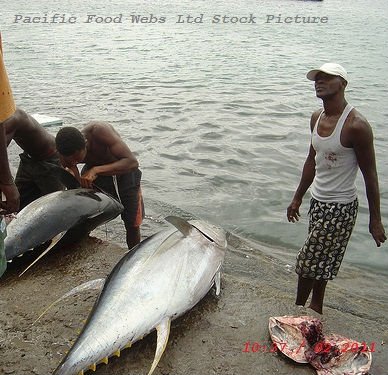 New Stock  Whole   Round   Tuna  * Skip Jack * Blue Fin  Tuna  * YFT available for Export