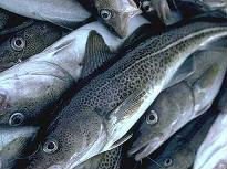 Cod Available Fish Here