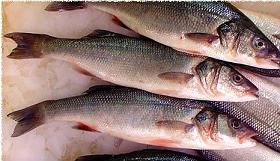 European Seabass Available Fish Here