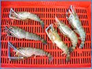 HL Scampi