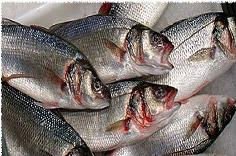 Quality European Seabass Available Fish Here