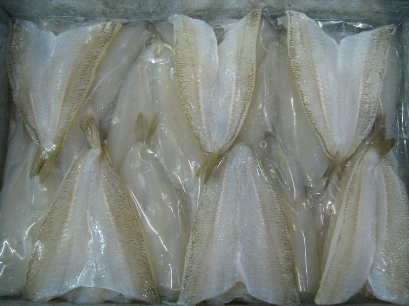 SILVER SILLAGO WHOLE ROUND, HGT, FILLET OR KISU