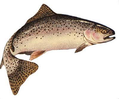 Ruby Red Rainbow Trout products,United States Ruby Red Rainbow Trout ...