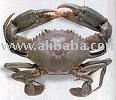 Cuttle Fish and other for Export