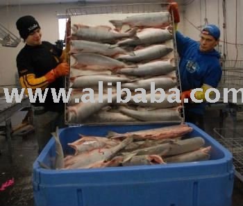  Salmon  Fish