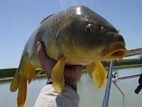 Quality Carp Fish Here