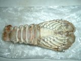 Slipper Lobster