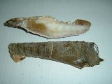Slipper Lobster Half-Cutq