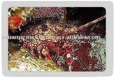 Reef Lobster