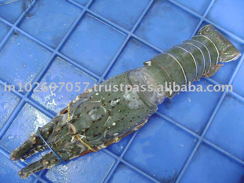 FROZEN RAW LOBSTER