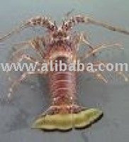 Carribean Lobster Tails