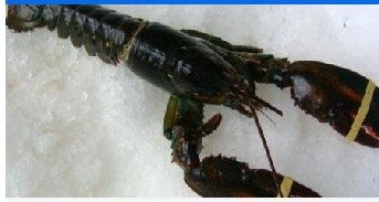 Canadian Lobster