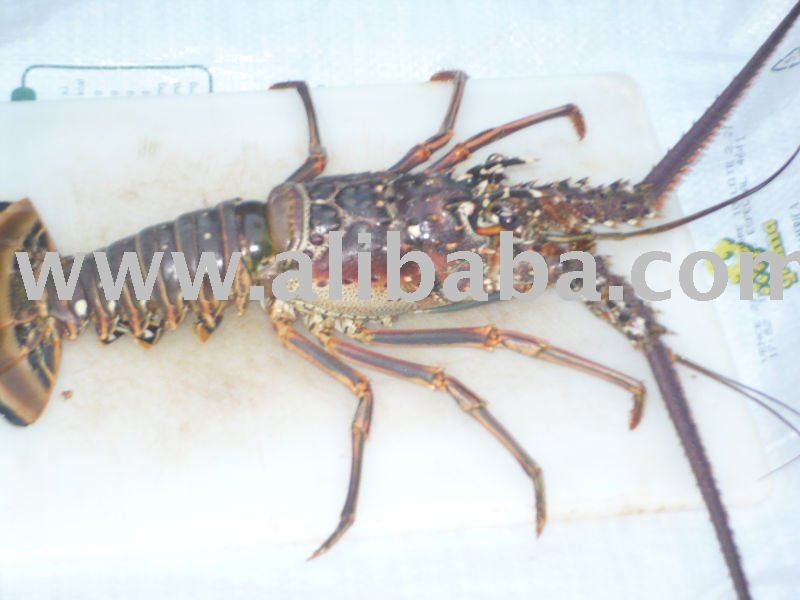 lobster