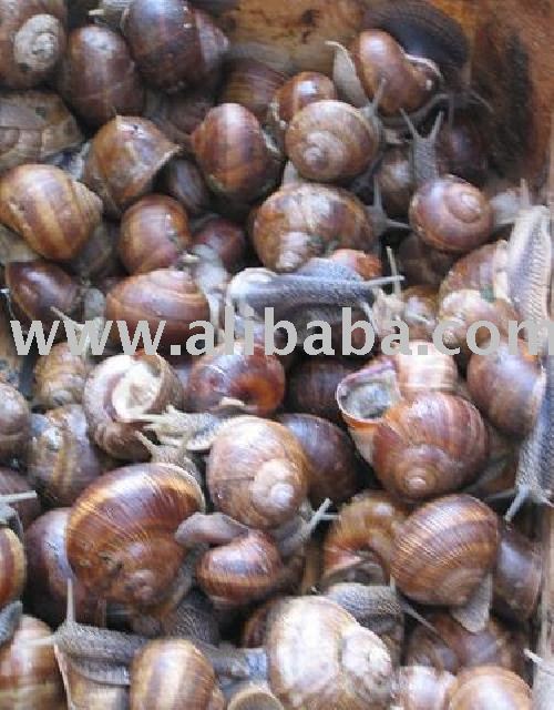 FRESH WATER SNAIL