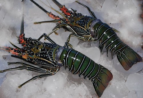 CRUSTACEANS Lobsters,India price supplier - 21food