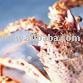  Frozen   Rock   Lobster 