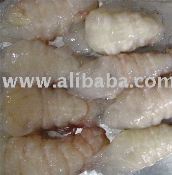  Slipper   lobster 