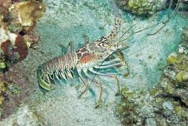 Whole Green Caribbean Lobster