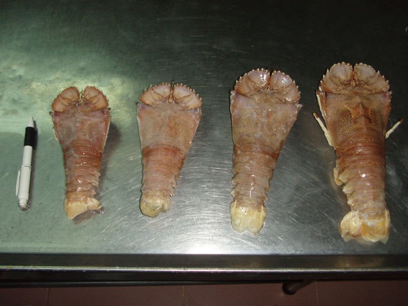 baby slipper lobster