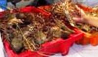 FROZEN ROCK LOBSTERS (Panulirus regius)