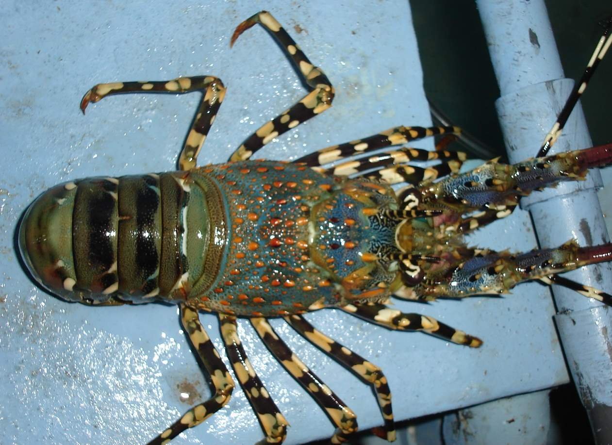 Seafood products